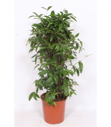 Dracaena