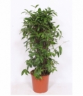 Dracaena