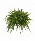 Nephrolepis