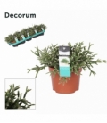 Rhipsalis