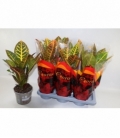 Codiaeum