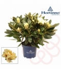 Rhododendron