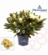 Rhododendron
