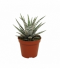 Haworthia