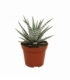 Haworthia