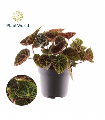 Begonia