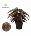 Begonia