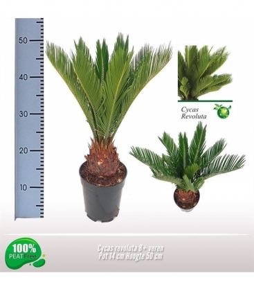 Cycas