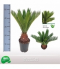 Cycas