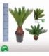 Cycas
