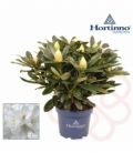 Rhododendron