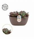 Kalanchoe