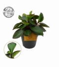 Peperomia