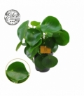 Peperomia