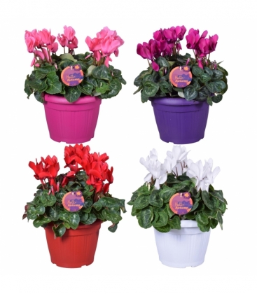 Cyclamen