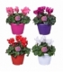Cyclamen