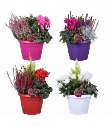 Beddingplants