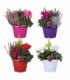 Beddingplants