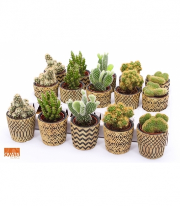 Cactus
