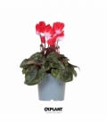 Cyclamen