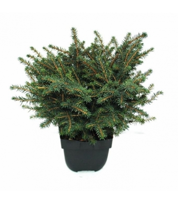 Picea