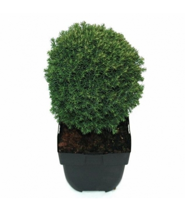 Thuja