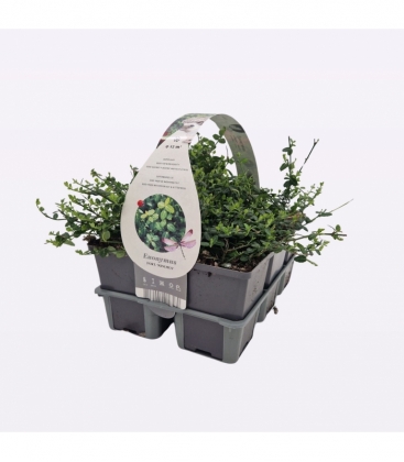 Euonymus