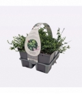 Euonymus