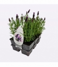 Lavandula