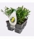 Hypericum