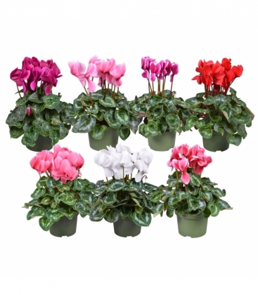 Cyclamen