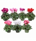 Cyclamen