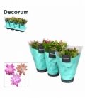 Schlumbergera