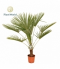 Trachycarpus