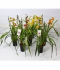 Cymbidium
