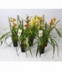 Cymbidium