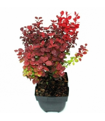 Berberis