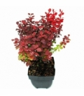 Berberis