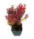 Berberis