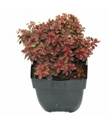 Berberis