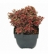 Berberis