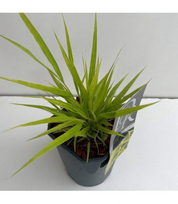 Hakonechloa
