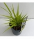 Hakonechloa