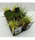 Hakonechloa