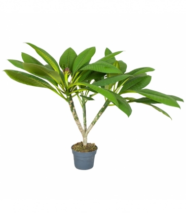 Plumeria
