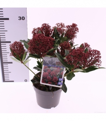 Skimmia