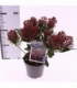 Skimmia