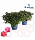 Azalea