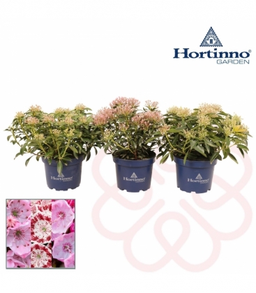 Kalmia