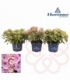 Kalmia